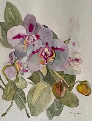 White Phalaenopsis Orchid with Pink Ink Spots Water Colour 7.5 “ x 9.5” $200.00